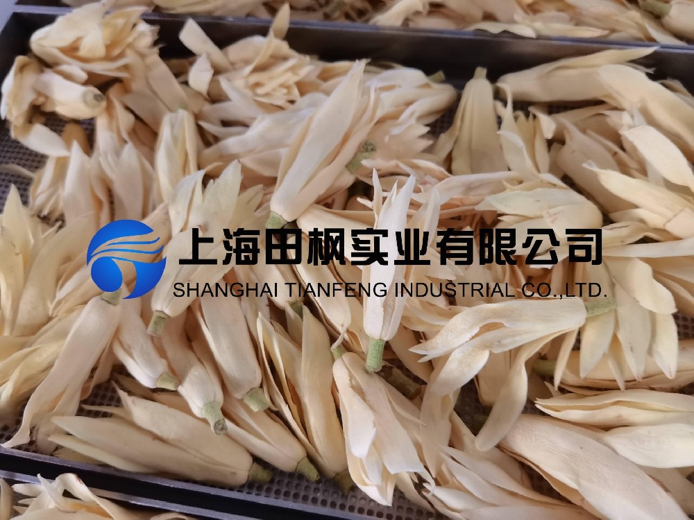 白玉蘭凍干，鮮花凍干機(jī)應(yīng)用于白玉蘭真空冷凍干燥